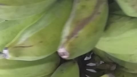 BANANA CASCA GROSSA