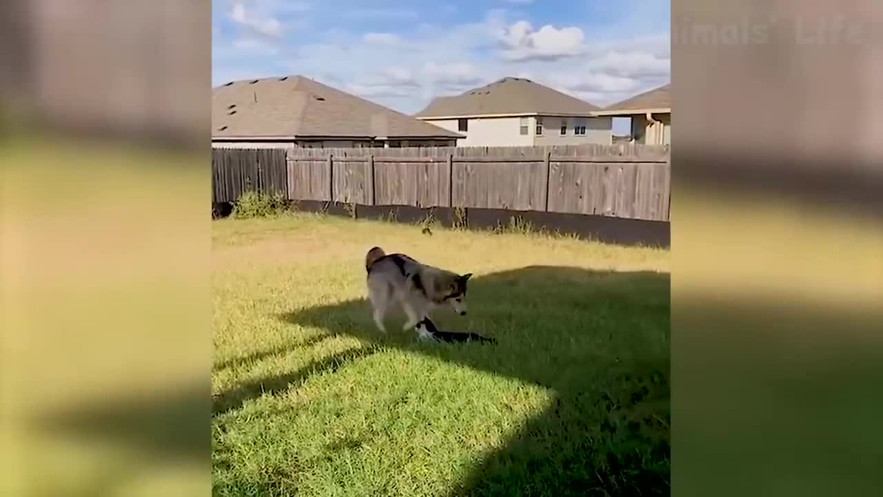 Funny Dogs
