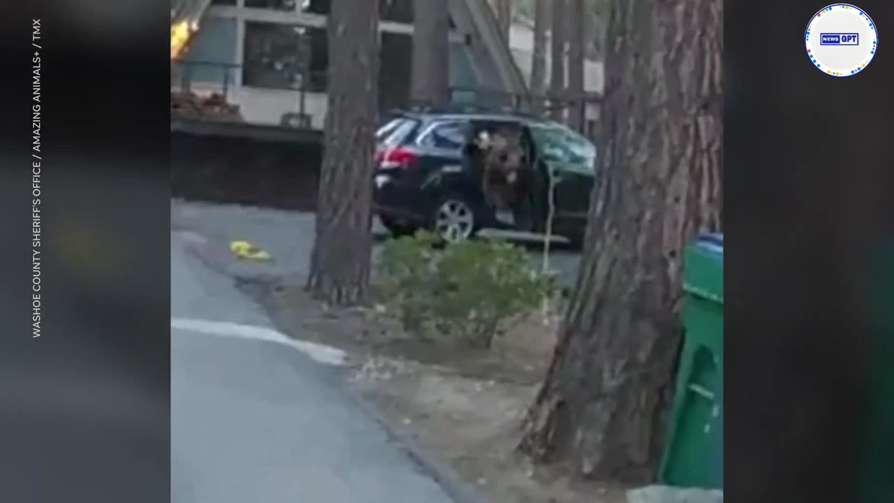 Deputies free trapped bear from SUV with creative tricks #Bear