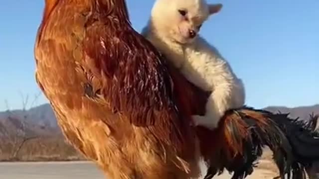 funny animal babies