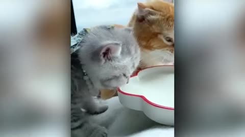 Best Animal Videos 2022 _ Funny Cats and Dogs _ Cats Funny Videos