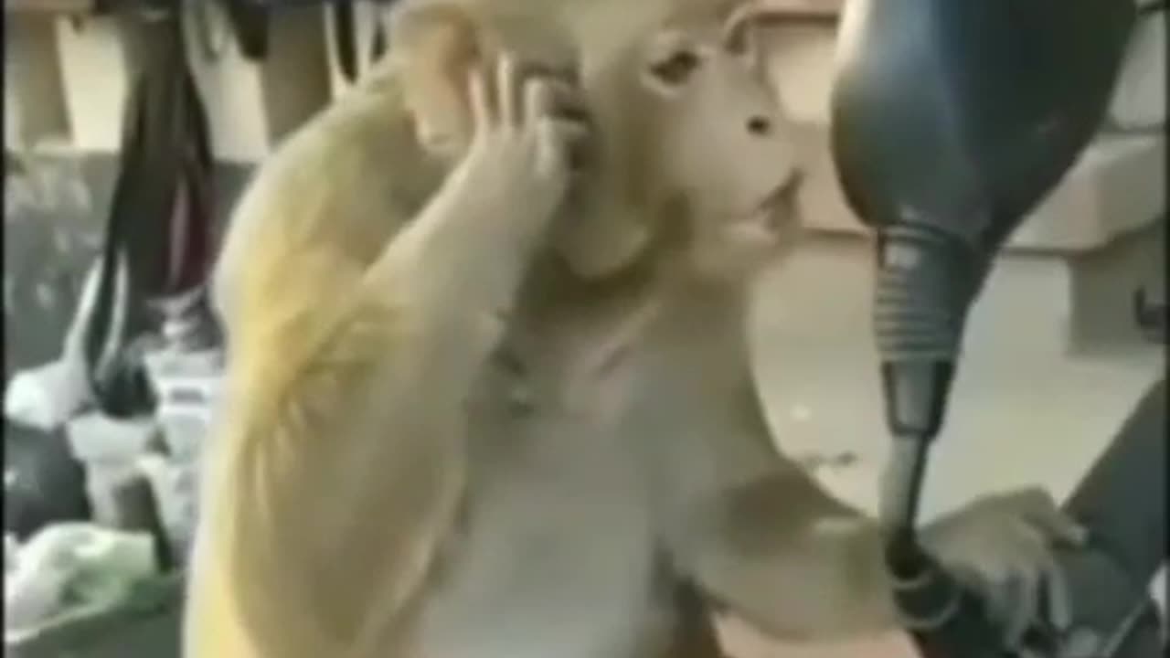 Monkey funny video seen it somewhere