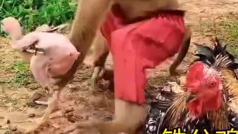 MONKEY FUNNY WITH CHICKEN