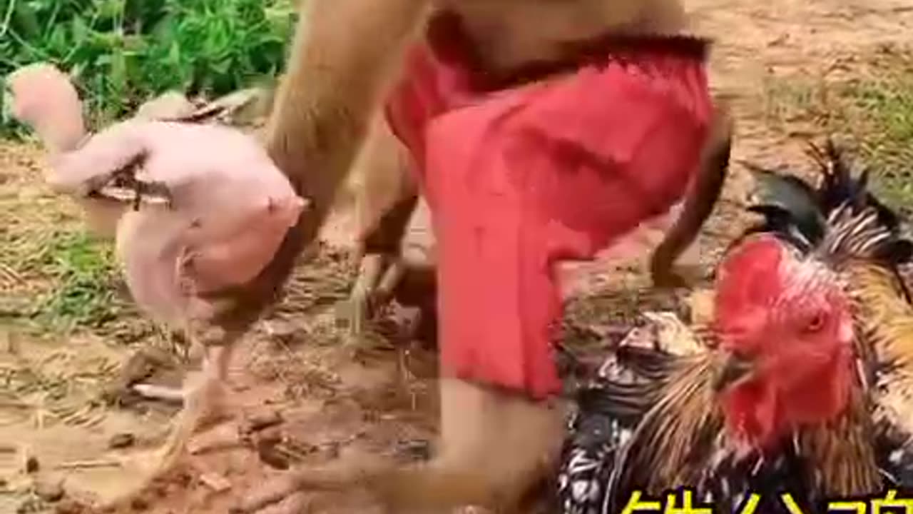 MONKEY FUNNY WITH CHICKEN