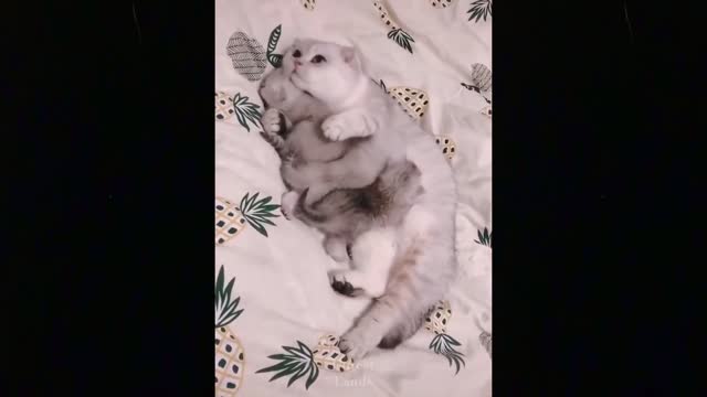 💗Cute And Funny Pets - These Might be the Cutest Pets on Tik Tok 🤔😻 💗