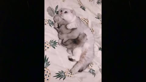 💗Cute And Funny Pets - These Might be the Cutest Pets on Tik Tok 🤔😻 💗