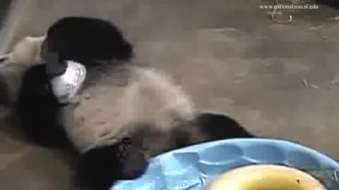 Bao Bao Plays With a Bear-Sized Ice Cube