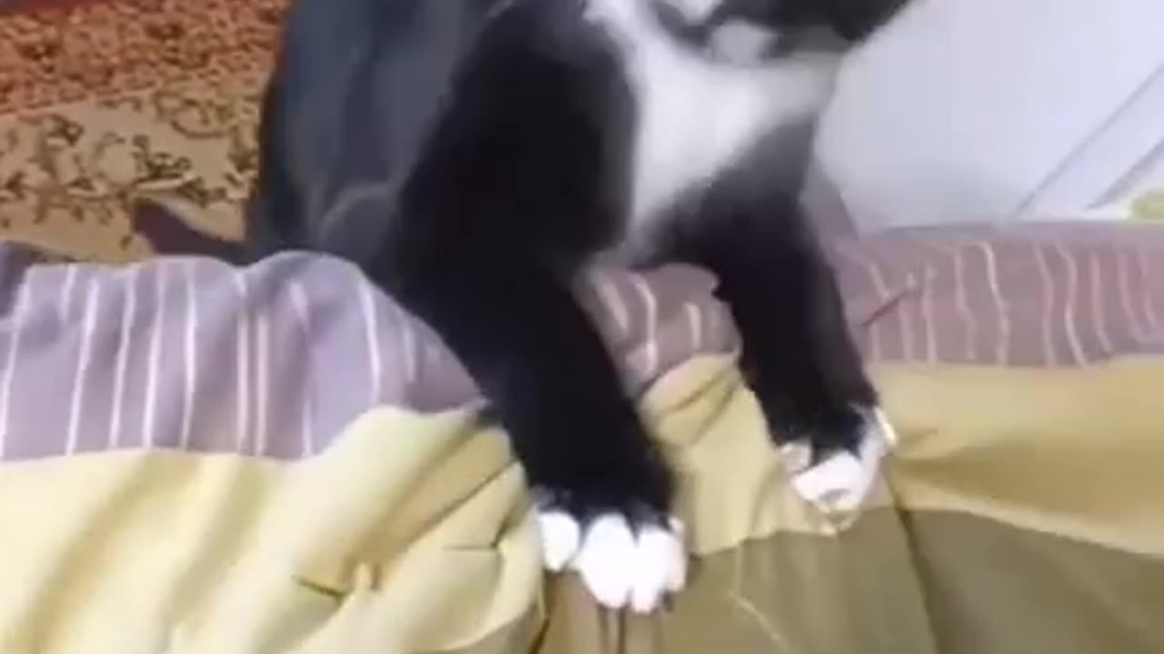 Dancing cat