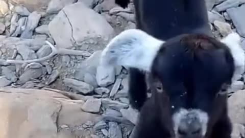 Cute and funny video of baby goat.