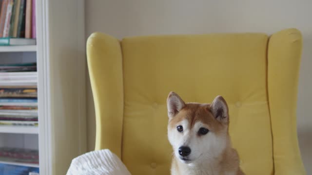 Dog 🐕