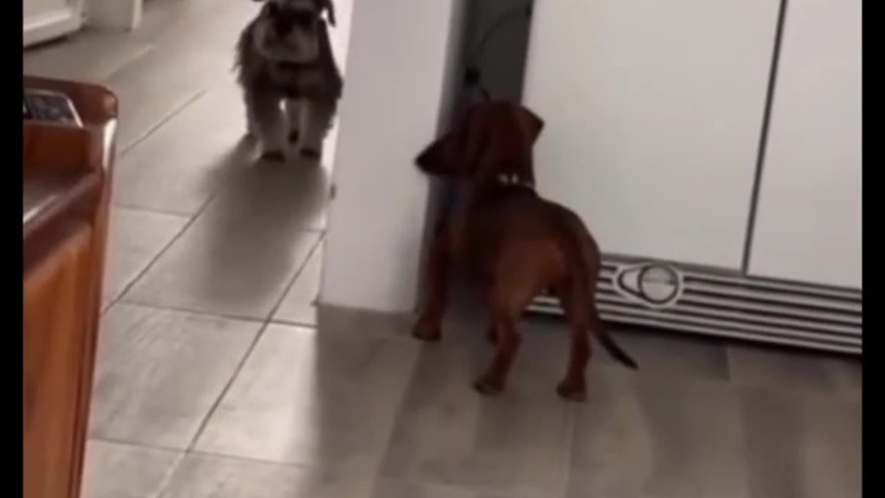 Doggy waits to jump scare his brother~So adorable