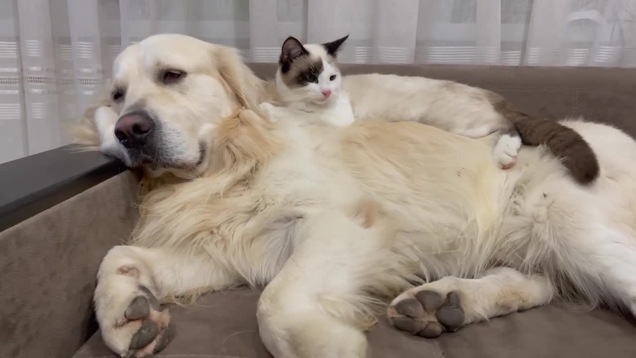 Kitten Annoys Golden Retriever