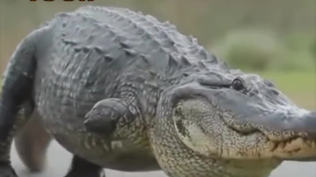 funny animal voice overs by @klrdubs