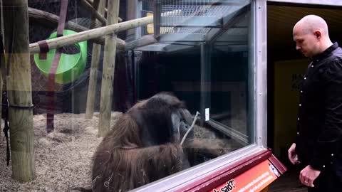 Guy Performs Magic Trick for Orangutan