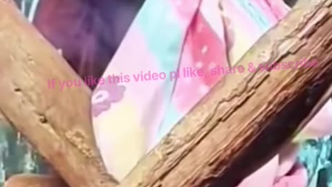 New, Fresh, Funny cute animals 🦜🐪🙉 videos for our viewers.