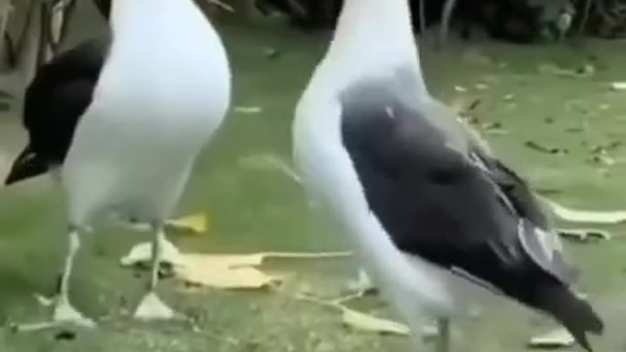 Funny Animals song