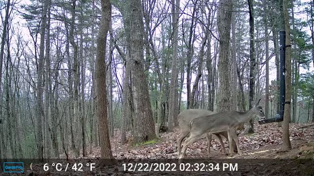 The Woods – 12/23/2022