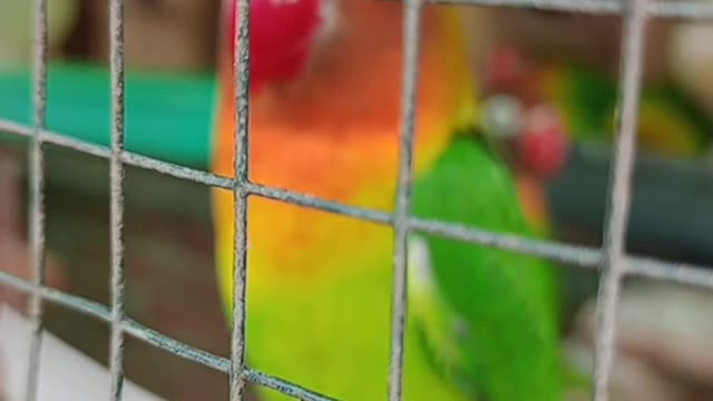 cattle love bird