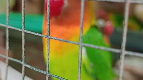cattle love bird