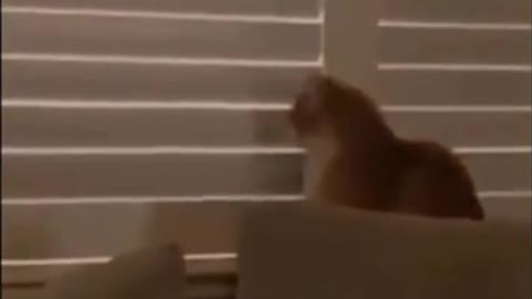 Smart cat does a smart move!