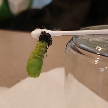 Monarch Caterpillar