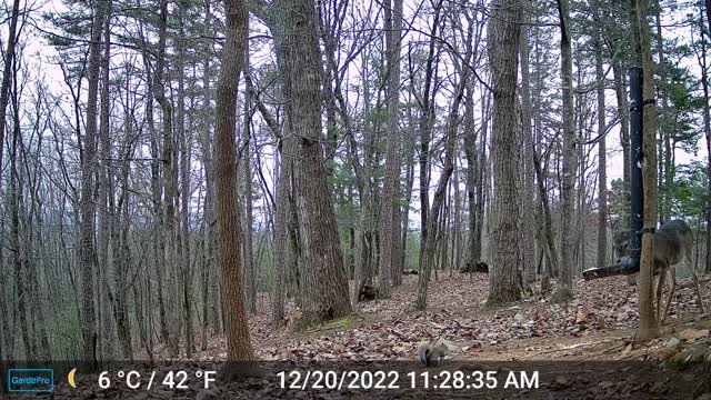 The Woods – 12/21/2022