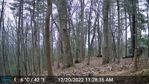 The Woods – 12/21/2022