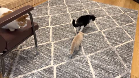 Kitten Stalks Cat