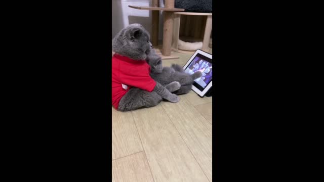 Funny Cats Short Video