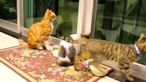 Funny Cats and Kittens Meowing Compilatio