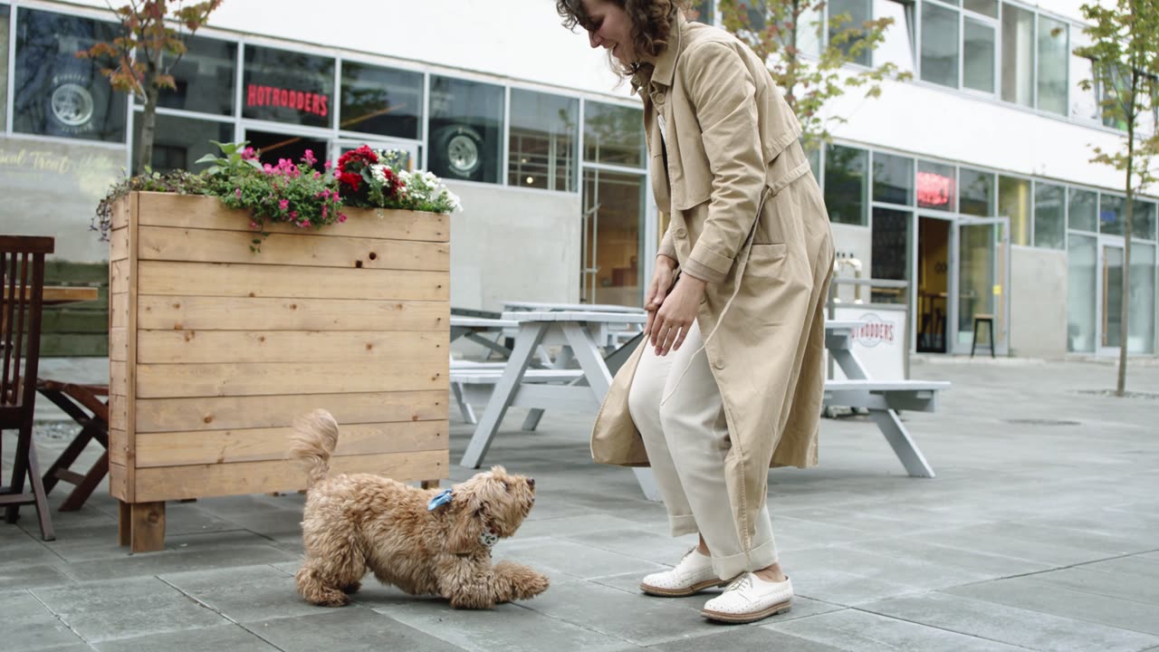 Dog Jumping Towards Her Owner