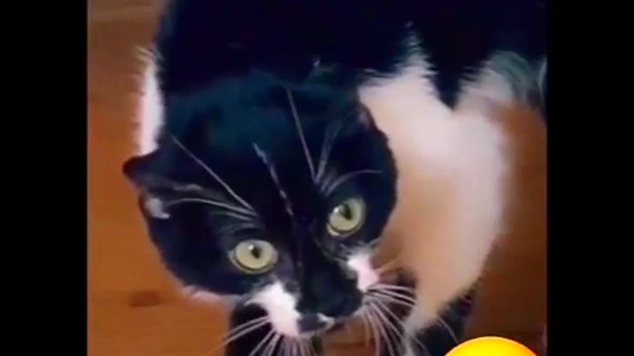 Cat's funny video 📹 🤣 😂 watching for end