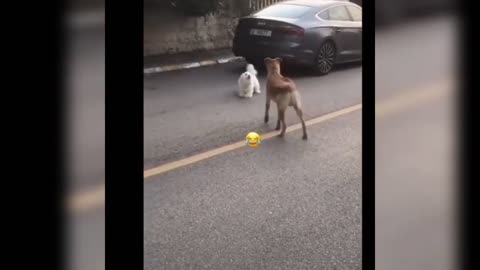 Funniest Animals 2023