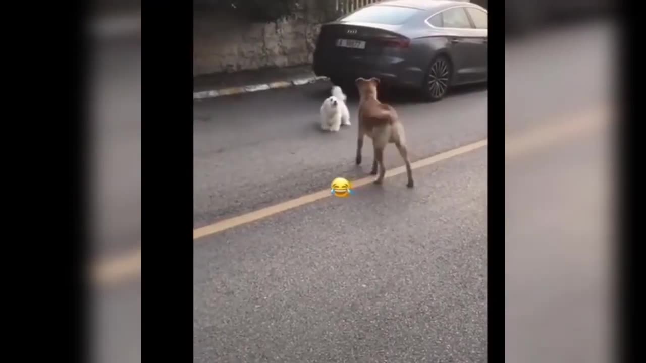 Funniest Animals 2023