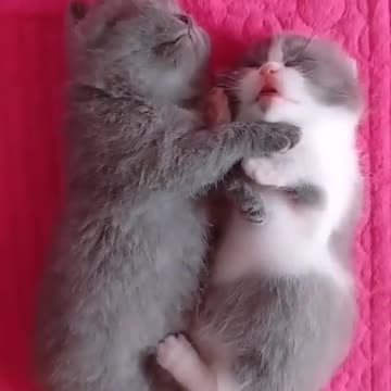 Very beautiful twin kittens.