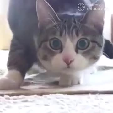 Epic Cat Moment! 🐈