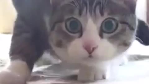 Epic Cat Moment! 🐈