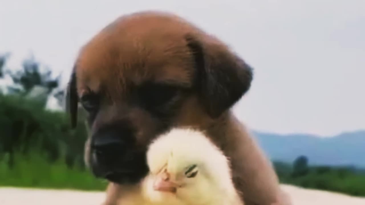 Puppy with besto 🐕 try not to laugh 😆