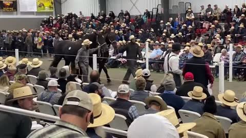 Mid-Ohio Draft Horse Sale, Fall 22