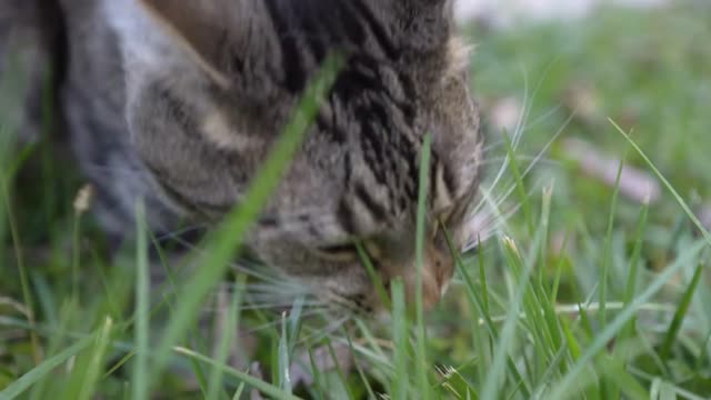 Cat exploring outside while eating grass