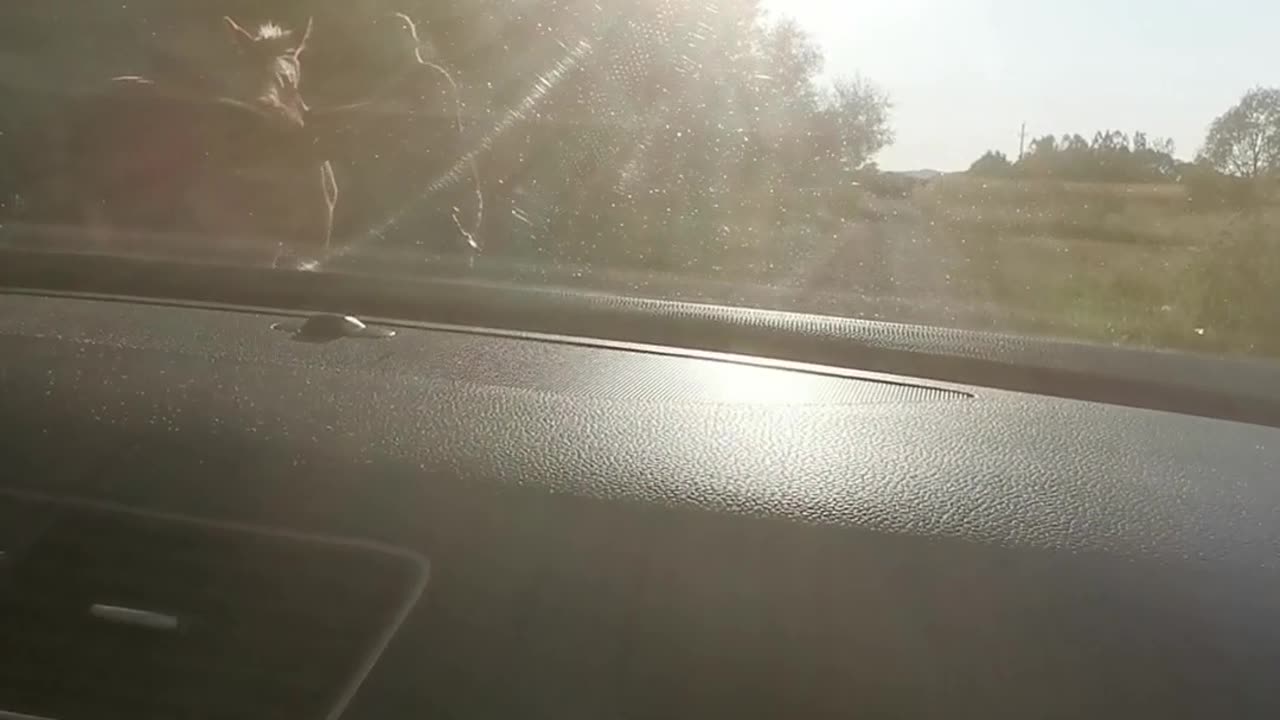 Horse Blocks Road And Gets Pushed Out Of The Way
