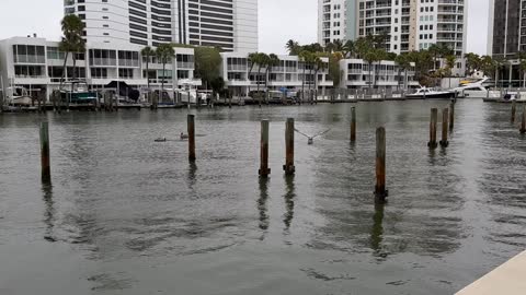 Birds diving for fish