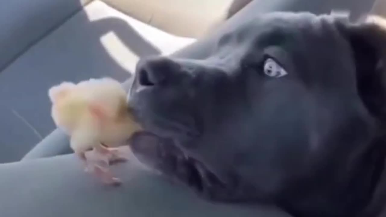 Funny Animal Videos 2023 | Funniest Cats And Dogs Video #shorts