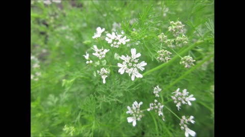 Citrusy Flavor Cilantro Sept 2022