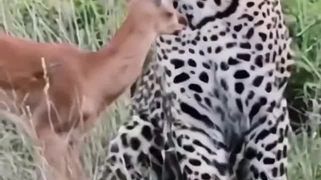 Deer leopard