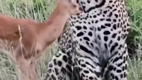 Deer leopard