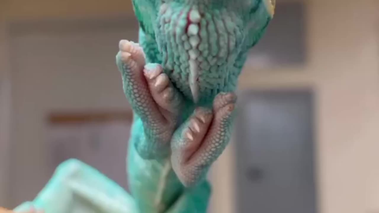 CHAMELEONS HAVE FUNNY HANDS!