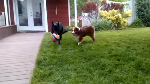 Bodhi and Maya playing 2