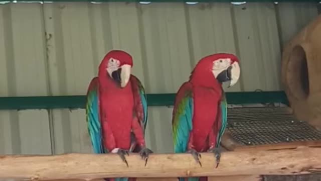 Red Macaw Parrot Farming in India