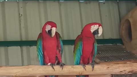 Red Macaw Parrot Farming in India